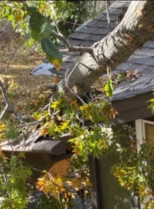 A close-up of a fallen tree limb that has crashed into and damaged a house gutter and roof