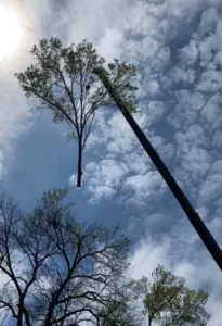 A large section of a tree being lifted and removed by a crane during a professional tree removal