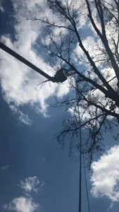 A low-angle view of a service bucket extended high among bare tree branches against a cloudy blue sky