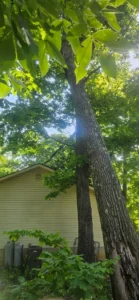 A view looking up at tall trees with bright green leaves in front of a house with yellow siding