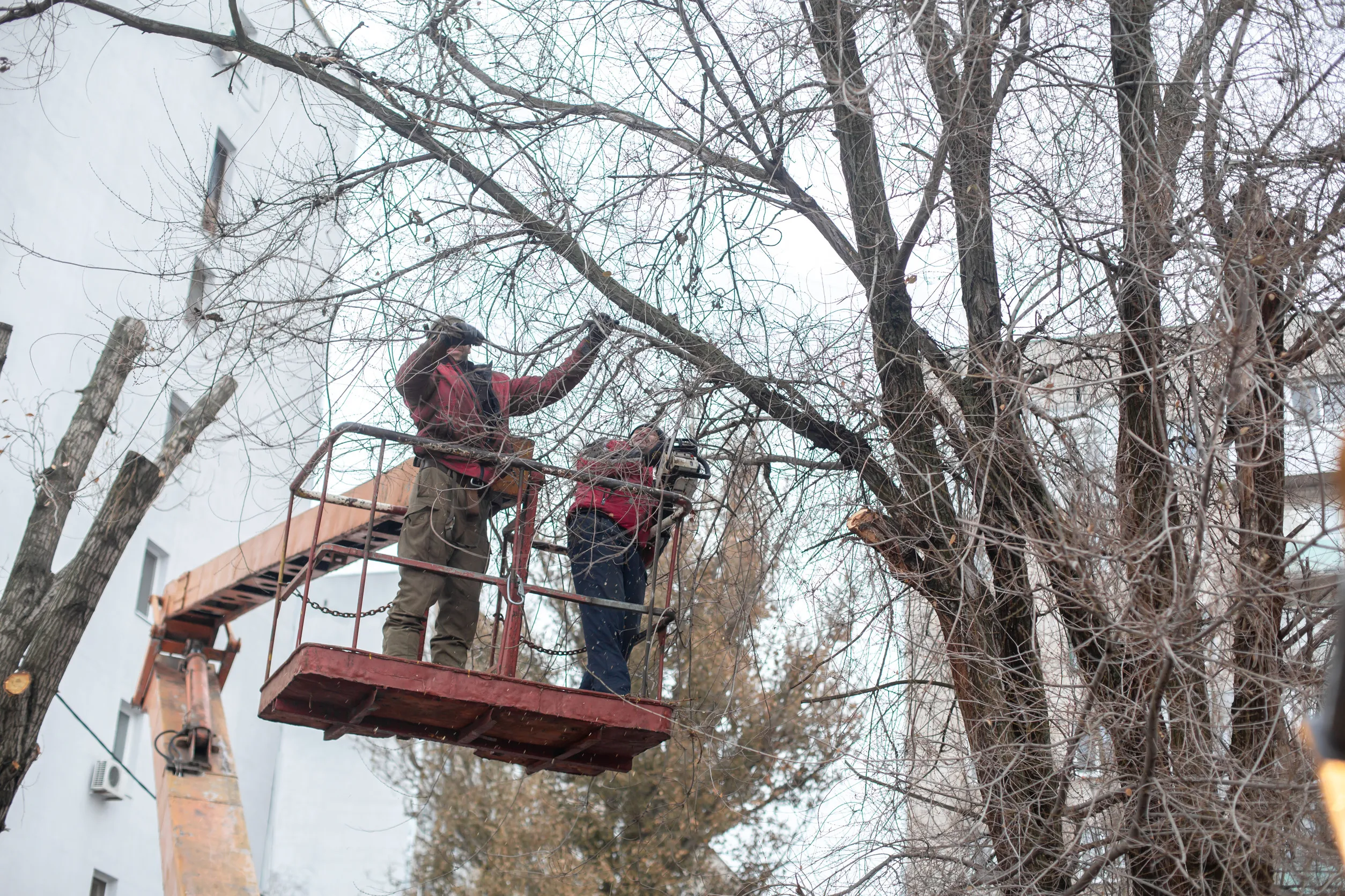 Workers in the municipal utilities cut tree branches